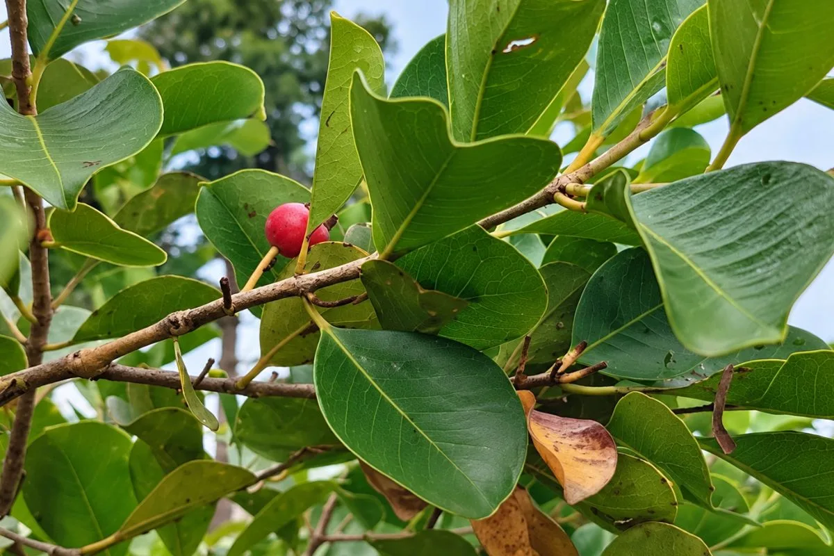 Araçá-vermelho introduzido no Havaí ameaça vegetação nativa