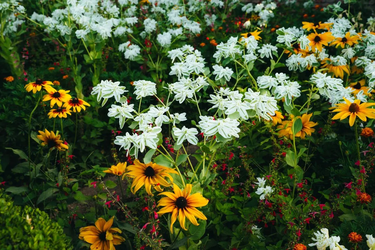 Calendário e preparo do solo influenciam a floração de quatro espécies