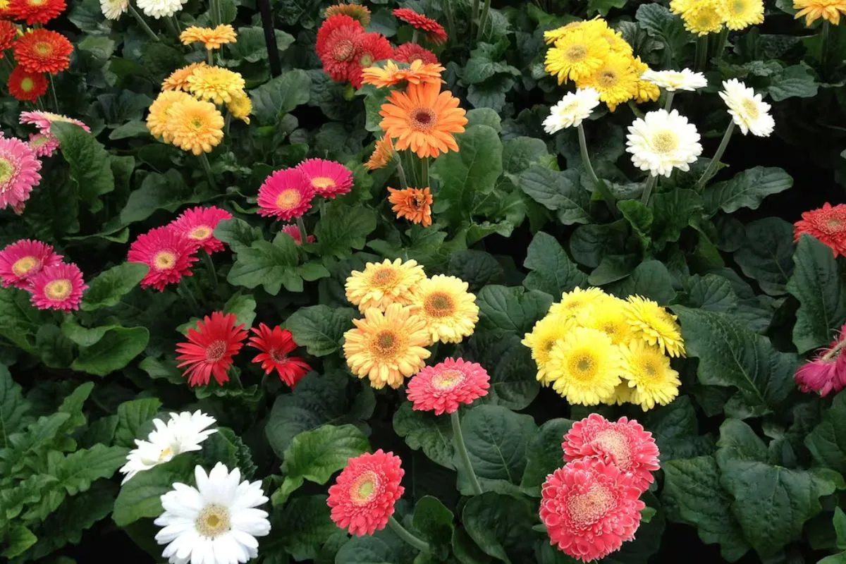 Gerbera pode florescer por várias temporadas com cuidados em vasos