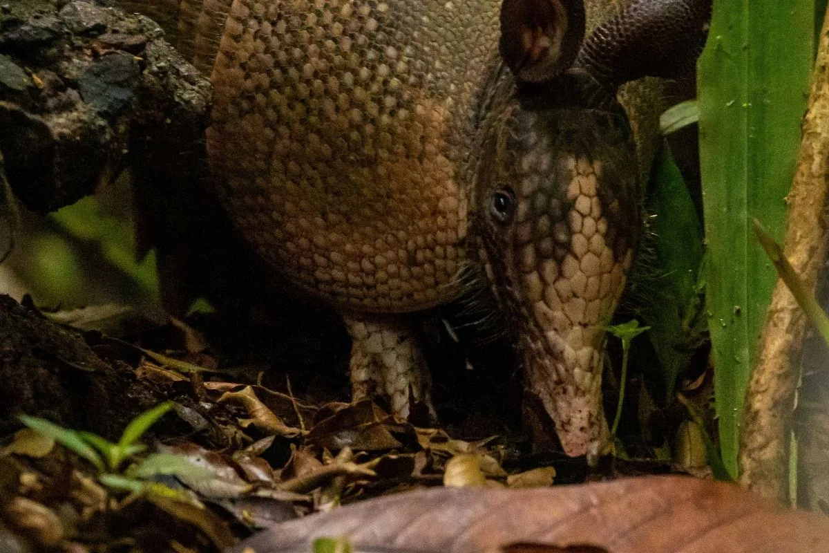DNA de pangolim coletado em 1836 confirma espécie do Himalaia