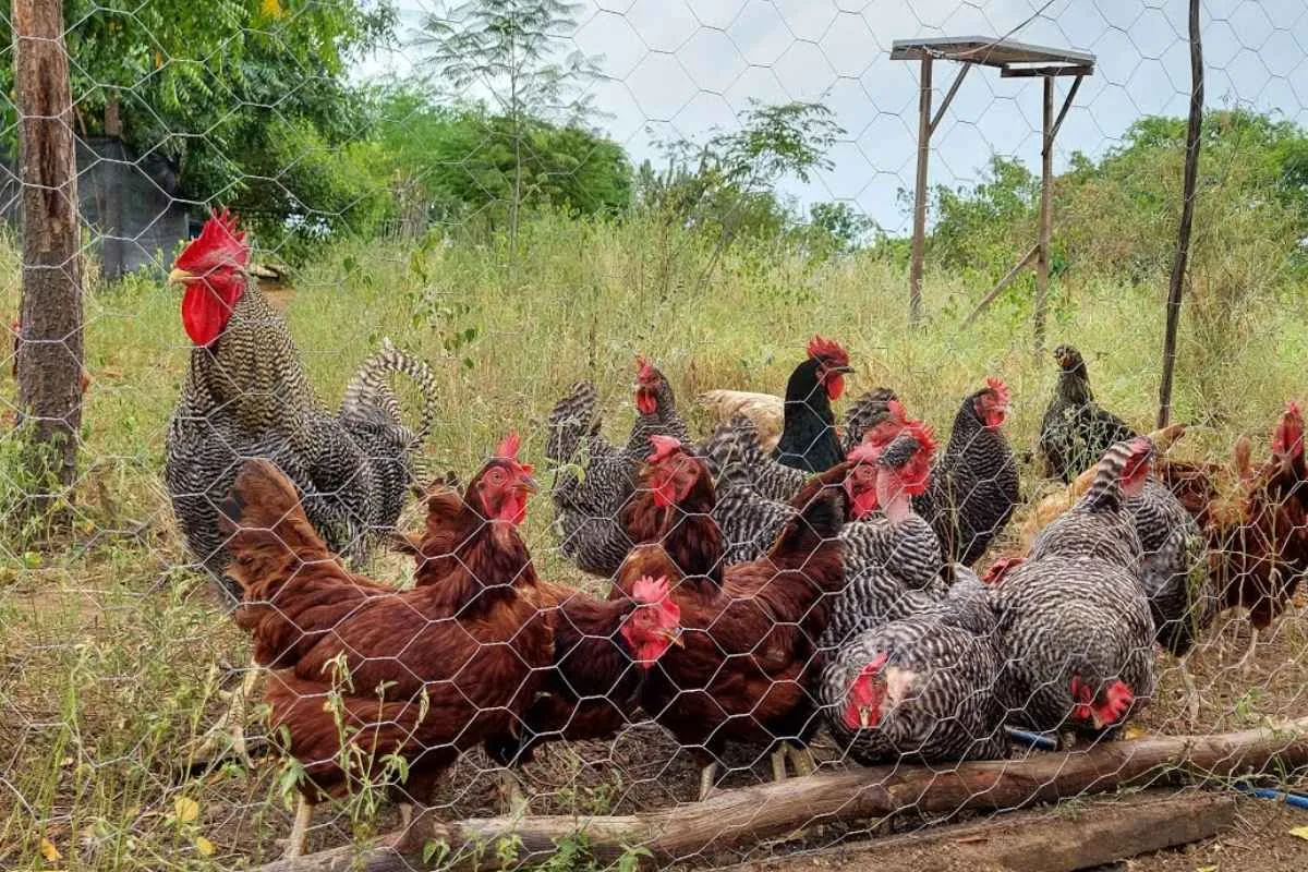 Galinhas alteram solo e vegetação em fazenda de 271 mil hectares na Austrália