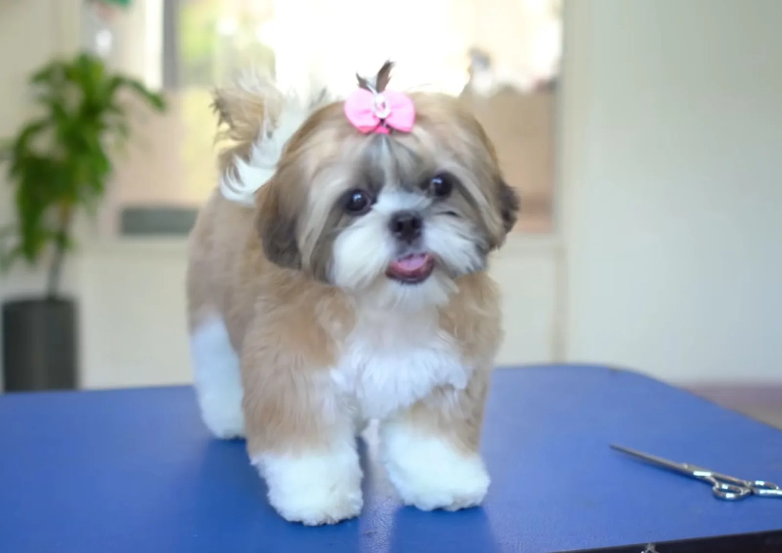 Cinco raças de cães que podem se adaptar à vida em apartamento