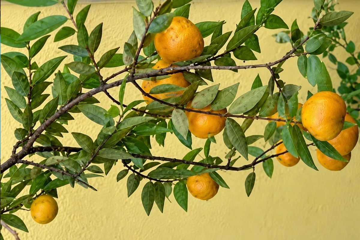 Uvaia combina sabor doce e ácido e pode ser cultivada em casa