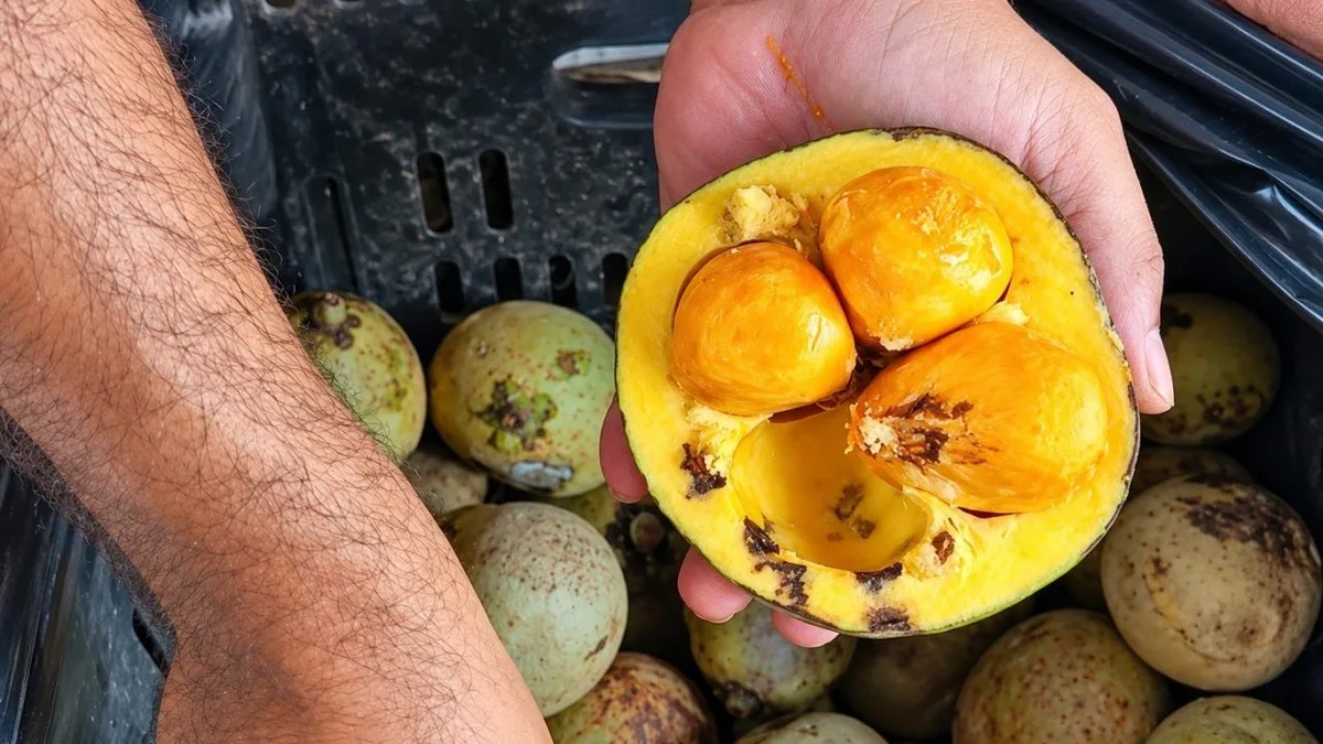 Pequi depende de genética, solo e polinização para formar boas safras